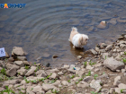В Волжском будет жарко в день дворняги: прогноз погоды