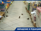 «Птицы в волжском «Маяке» испражняются на головы покупателей и продукты»: видео