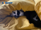 Горячая линия по вопросам отопления в Волжском собрала почти 4 сотни обращений