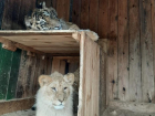 Голодная самоизоляция: передвижной зоопарк застрял в Волгоградской области без еды