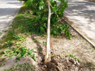 Хотели вырвать с корнем: вандалы уничтожили молодое дерево 