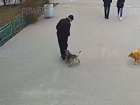 Бездомная собака напала на мужчину в центре Волжского: видео