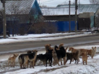 Стая собак оккупировала центральные улицы Средней Ахтубы