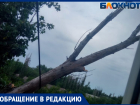 «Могло и человека прибить»: дерево рухнуло на многоквартирный дом в Волжском