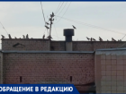 В Волжском облагораживание аллеи обернулось птичьим бунтом