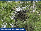 «Клюют детей и работников»: в волжской школе №14 вороны устроили террор, а администрация бездействует