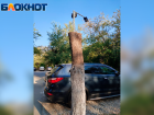 В Волжском из ствола дерева сделали фонарный столб