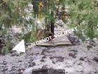 «Кто знает, что у этого зверя на уме»: в центре Волжского подкармливают бездомных собак