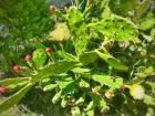 Школьники в Волжском проводят эксперимент над экзотическими кактусами