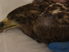 Волжскому орлану помогают вернуть зрение