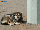 Бездомные собаки захватили целый парк в Волжском