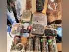 Марихуана и Конопля: волжанин торговал наркотиками в Среднеахтубинском районе