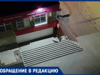 Дикую собаку приютили в магазине: животное рычит на детей и покупателей в Волжском