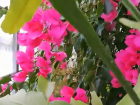 Буйное цветение тропических растений перенесет волжан в жаркое лето
