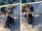 Собачка с детками ищет дом в Волжском: жительница готова взять на себя все материальные расходы 