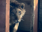 В зооцентр под Волжским привезли льва, который напал на 14-летнюю девочку в Саратове