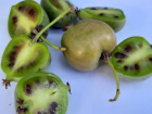 В волжском ботаническом саду ягодная лиана дала чудо-плоды