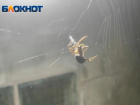 Гигантского паука обнаружила волжанка на своей даче: видео