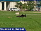 «На главной площади города бегает стая собак», - волжанка