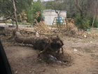 Жители Волжского жалуются на дикую вонь из помоек и поваленные деревья во дворах 