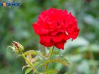 В день красной розы в Волжском будет жарко: прогноз погоды на воскресенье