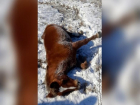 Близ Волжского спасли вмерзшую в лед лошадь: животное обморозило правый бок