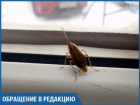Усатые тараканы бегают по магазину "Суши VIP", - волжанка