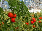 В Средней Ахтубе появился редкий томатный вредитель