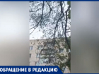 «Ждут, когда упадет и прибьет»: местный житель о сухостое во дворе Волжского