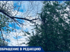 В Волжском сухостой создает опасность для местных жителей