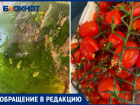 «Гнилой арбуз и мятые помидоры»: волжане продолжают жаловаться на доставку продуктов.