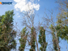 Новые деревья высадят в Волжском в рамках проекта по озеленению