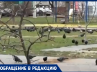 «Хочется, чтобы дочь бегала по травке, а не среди помета»: волжанка бьет тревогу из-за нашествия голубей