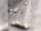 В Волгограде живодеры выставили напоказ истерзанные тела собак с проволокой на шеях