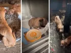 Из собачьего концлагеря под Волжским спасли десятки собак после смерти хозяйки