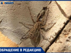 Волосатый паук размером с ладонь обнаружился в жилом доме Волжского: фото