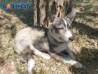Школьники нашли собаку с поврежденной лапой в Волжском