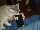 Кошка-эстетка в Волжском решила пить кофе по утрам, а вечером пивко