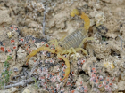 Пестрый скорпион облюбовал балки в Волгоградском регионе
