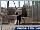 «Не могут загрызть тех, кто их кормит», -волжанин рассказал о бродячих собаках на острове Зеленый