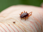 Волжан предупредили о возможности заражения клещевым вирусным энцефалитом