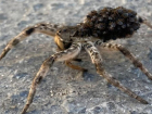 Самка тарантула обустроила свою нору в центре Волжского