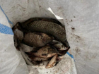 В Волжском участились случаи незаконной добычи рыбы