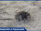  Крысы  и мыши скоро станут домашними питомцами жителей Волжского по улице Академика Королева 