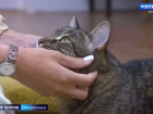 Мяукающий экскурсовод: кот Русик из Волжского покорил сердца телезрителей