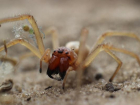 Волжанам стоит опасаться ядовитых желтосумных колющих пауков