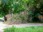 В Волгограде на 7-летнюю девочку рухнуло дерево