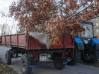 В Волжском появилась аллея краснолистных дубов
