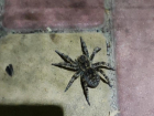 Волжанка сняла на видео ядовитого паука в парке 