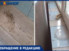 «В СССР такого не было»: волжане жалуются на жуков, залетевших в квартиры